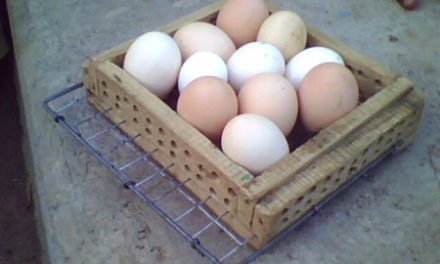 New Sliding egg tray ( domestic egg incubator)