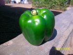 Capsicum Harvesting – 262 Gm…….One Fruit……..