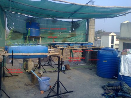 Aquaponics experiment status in Vigyan ashram….