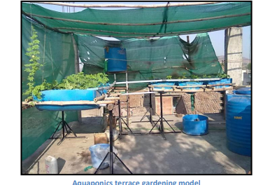 Paper on – Aquaponics experiment (Cucumber trial )