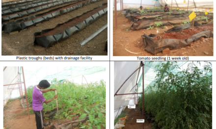 Study on effect of aquaponics farming technique on greenhouse (polyhouse) planted tomatoes……