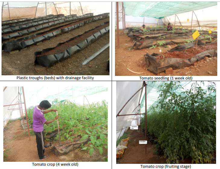 Study on effect of aquaponics farming technique on greenhouse (polyhouse) planted tomatoes……